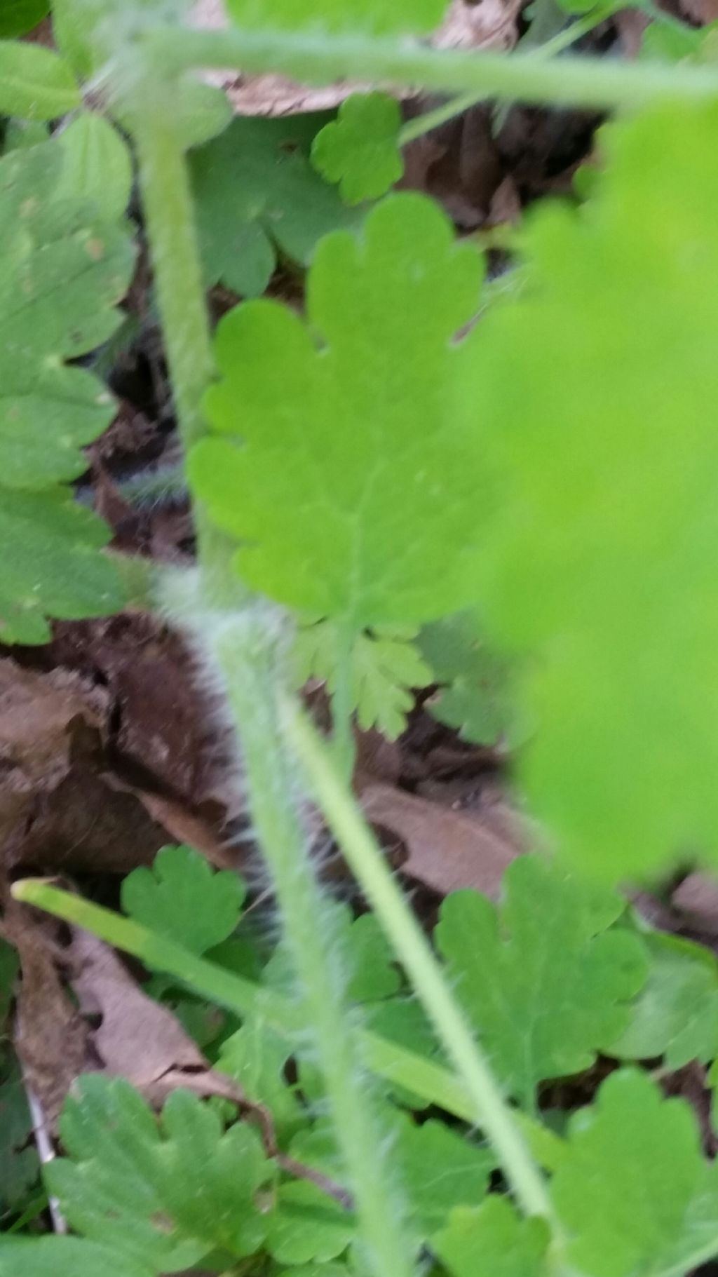 Chelidonium majus (Papaveraceae)